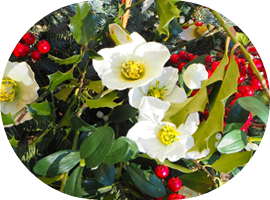 giftige Adventspflanzen